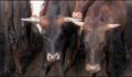 dr dolittle 3-avi_1000_112.jpg